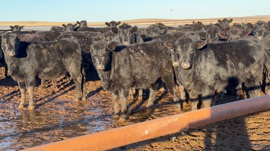 End of February Delivery!-BS109A5